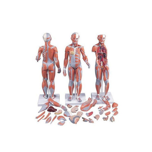 3B Smart Anatomy Half Life Size Complete Human Dual Sex Muscle Model