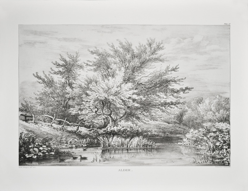 Alder Creek Riverbank Giclee