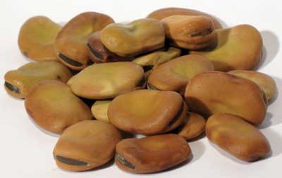 1 Lb Mojo Wish Beans (Vicia Faba) for Good Luck and Wish Fulfillment