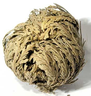 6 Pk Jericho Flowers (Selaginella Lepidophylla) for Love Spells and Resurrection