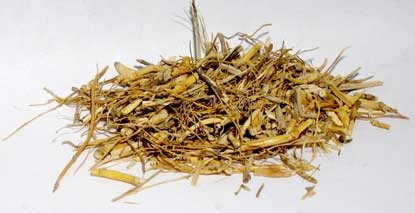 1 Lb Witches Grass Cut (Agropryon Repens)