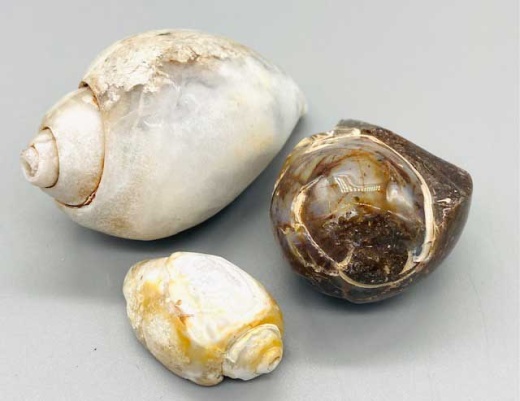 Polished Snail Shell Specimen