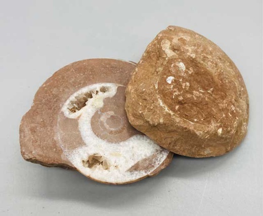 Ammonite Fossil Pair - Authentic Jurassic Era Treasures