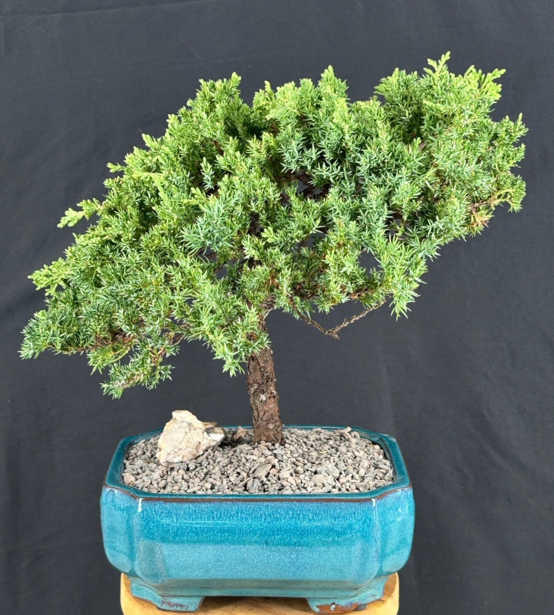 Juniper Bonsai Tree - Trained (Juniper Procumbens Nana)