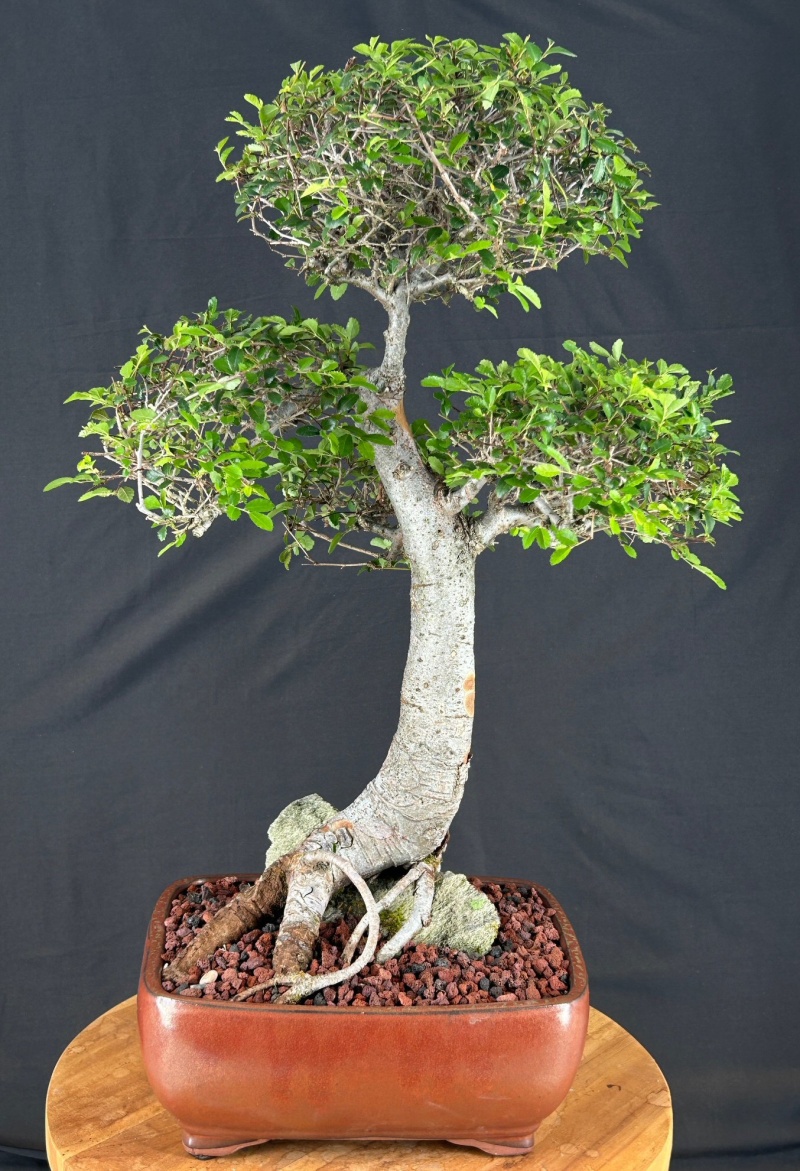 Trained Chinese Elm Bonsai Tree Root Over Rock Style (Ulmus Parvifolia)