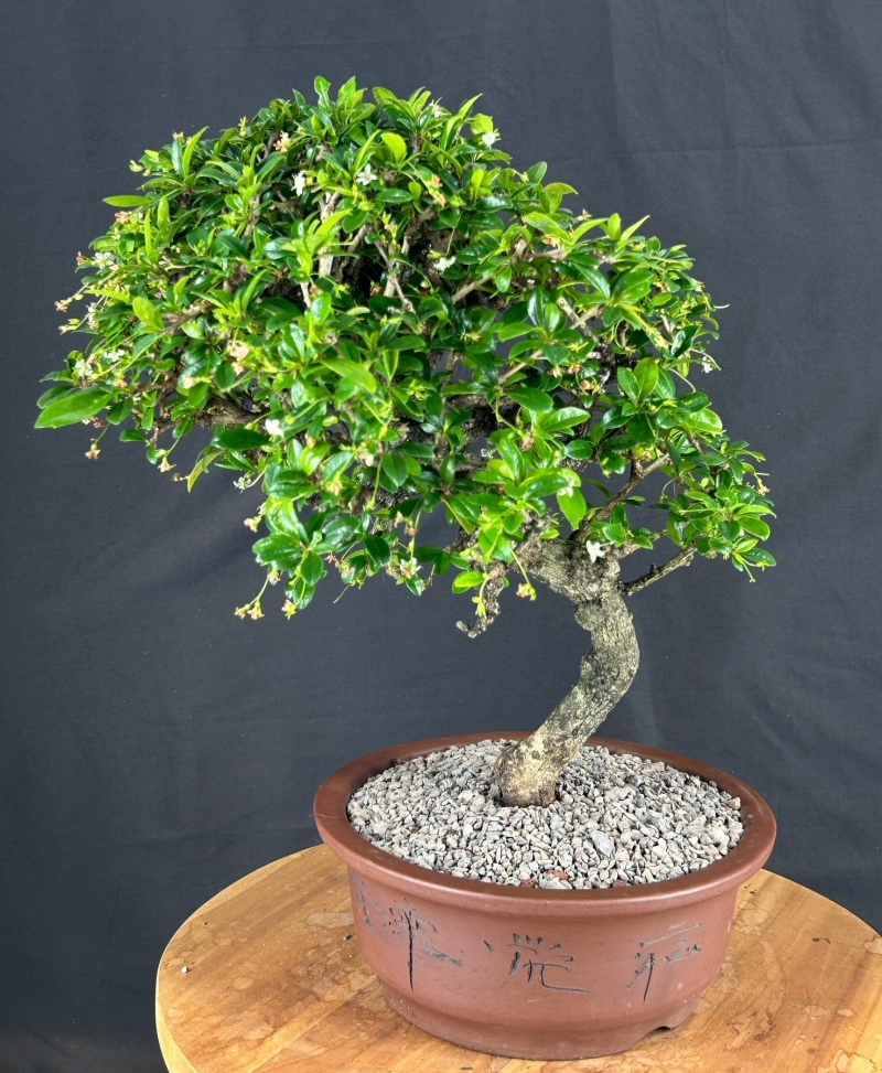 Flowering Fukien Tea Bonsai Tree (Ehretia Microphylla)
