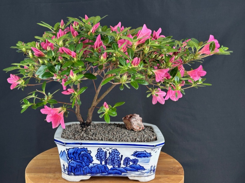 Flowering Chinzan Azalea Bonsai Tree (Azalea Satsuki 'Chinzan')