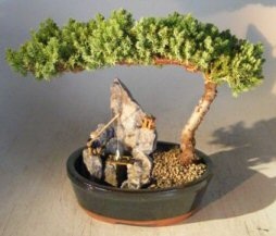 Juniper Bonsai Tree - Large Stone Landscape Scene (Juniper Procumbens "Nana")