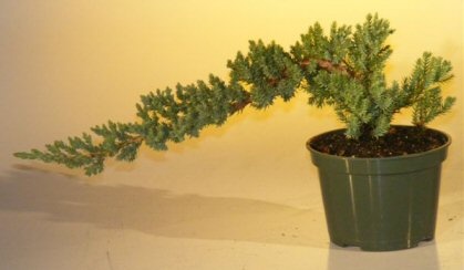 Pre Bonsai Juniper Bonsai Tree - Small (Juniper Procumbens "Nana")
