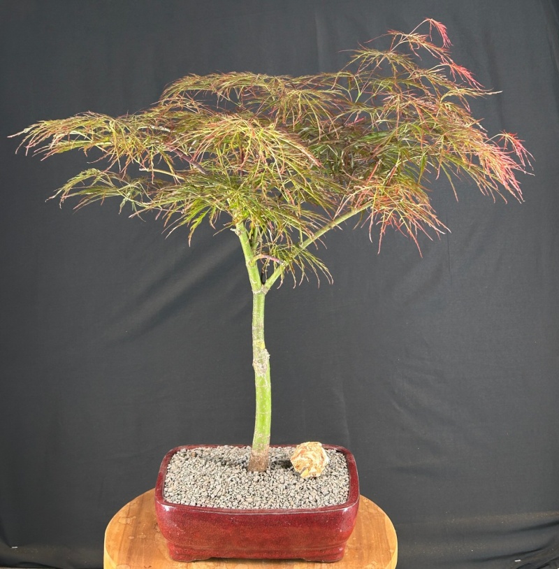 Crimson Queen Japanese Maple Bonsai