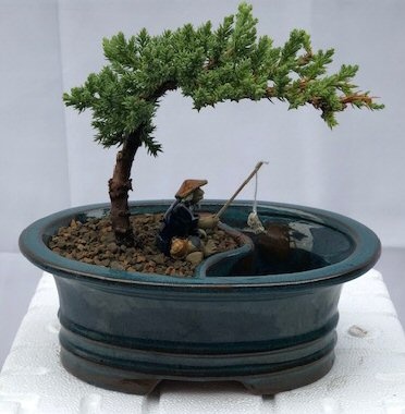 Juniper Bonsai Tree Land/Water Pot - Small (Juniper Procumbens "Nana")