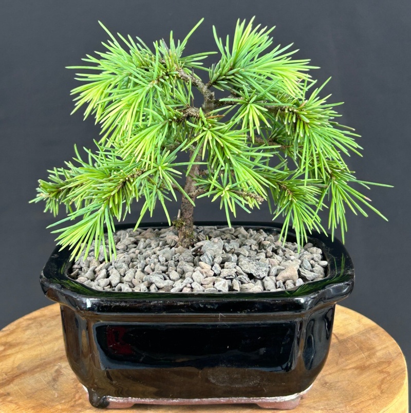Prostrate Beauty Deodar Cedar Bonsai Tree - Small (Cedrus Deodara 'Prostrate Beauty')