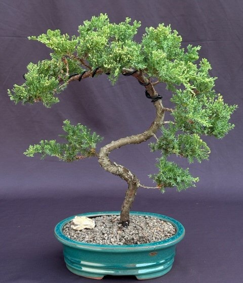 Juniper Bonsai Tree - Trained (Juniper Procumbens Nana)