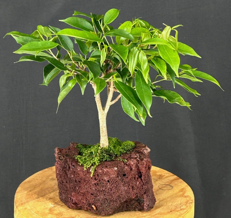Oriental Ficus Bonsai In Lava Rock (Ficus Benjamina 'Orientalis')