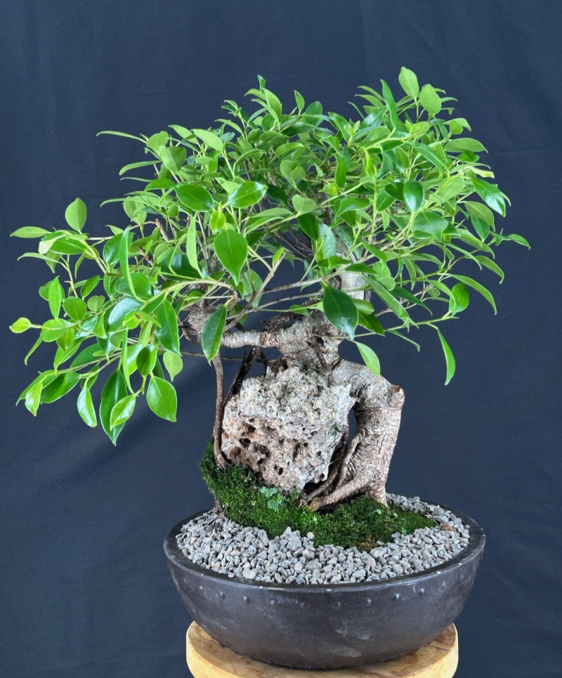 Ficus Retusa Bonsai Tree Root Over Rock Style (Ficus Retusa)