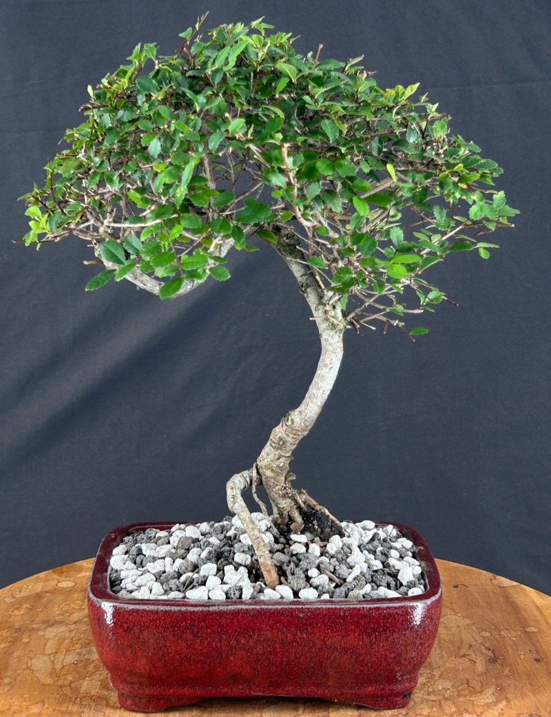 Trained Chinese Elm Bonsai Tree (Ulmus Parvifolia)