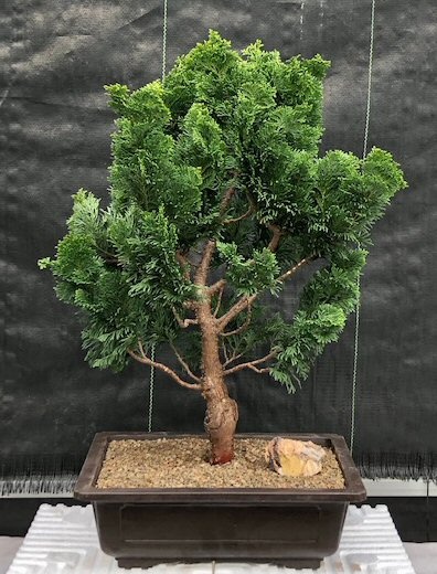 Hinoki Cypress Bonsai Tree (Chamecyparis Obtusa 'Nana Gracilis')