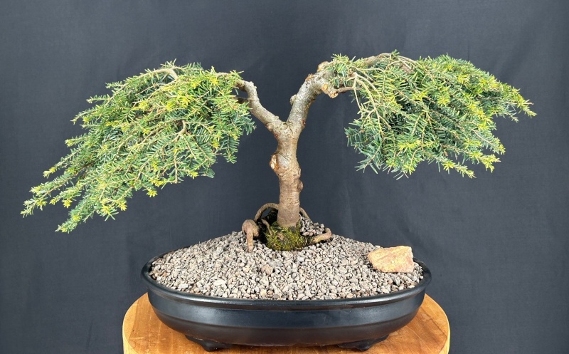 Dwarf Weeping Hemlock Bonsai Tree (Tsuga Canadensis 'Coles Prostmate')