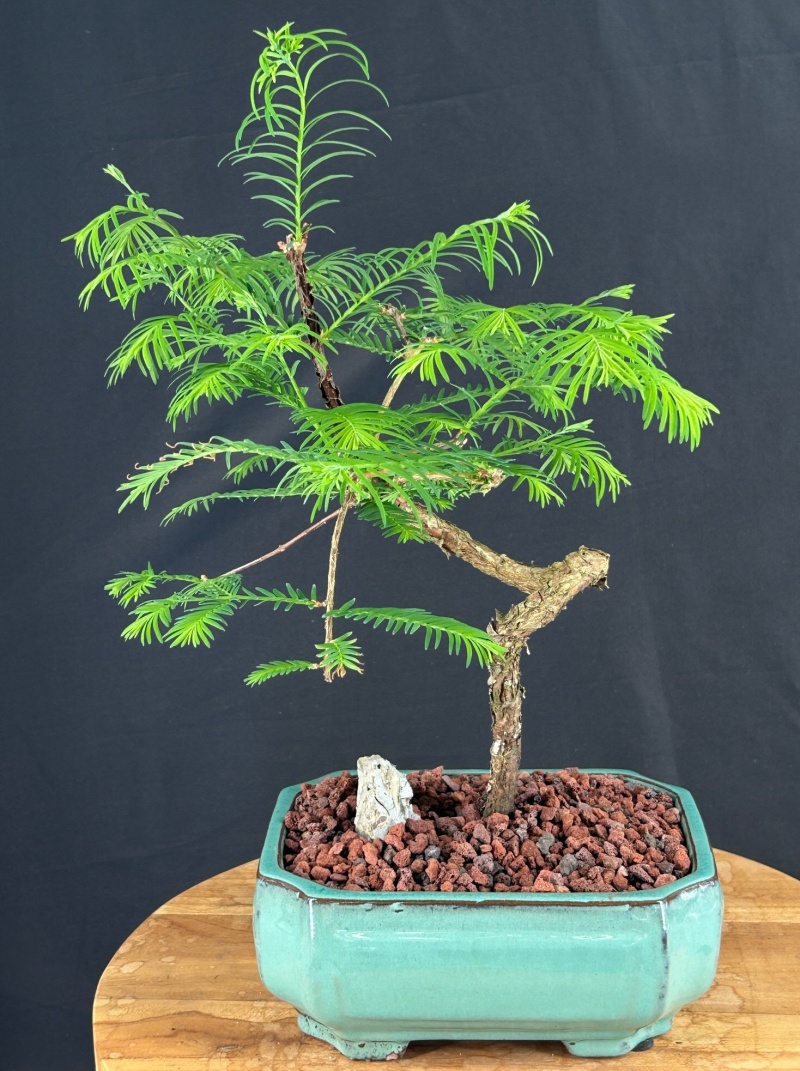 Redwood Bonsai Tree Coiled Trunk Style
