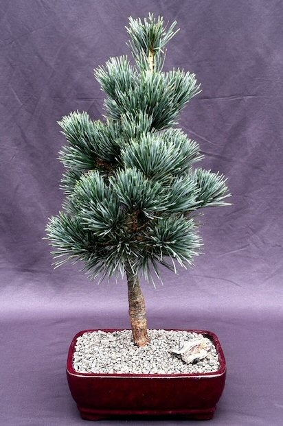 Japanese White Pine Bonsai Tree (Pinus Parviflora 'Aoi')
