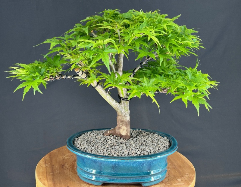 Dwarf Sharp's Pygmy Japanese Maple Bonsai Tree (Acer Palmatum 'Sharps Pygme')