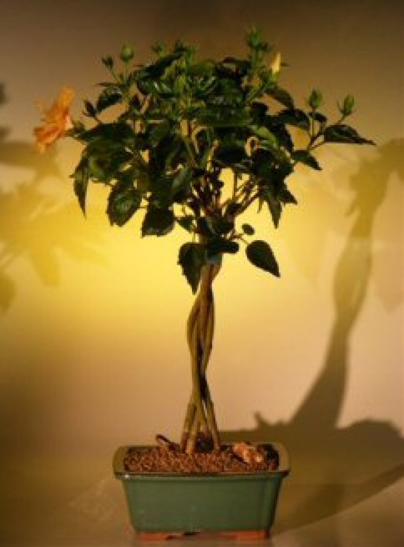 Flowering "Mango Mist" Tropical Hibiscus - Braided Trunk Style (Rosa Sinensis)