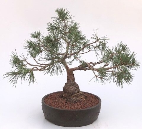 Scotch (Scots) Pine Bonsai Tree (Pinus Sylvestris 'Albyn)