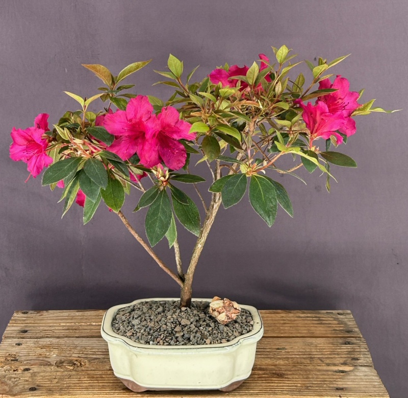 Flowering Tropical Red Formosa Azalea Bonsai Tree