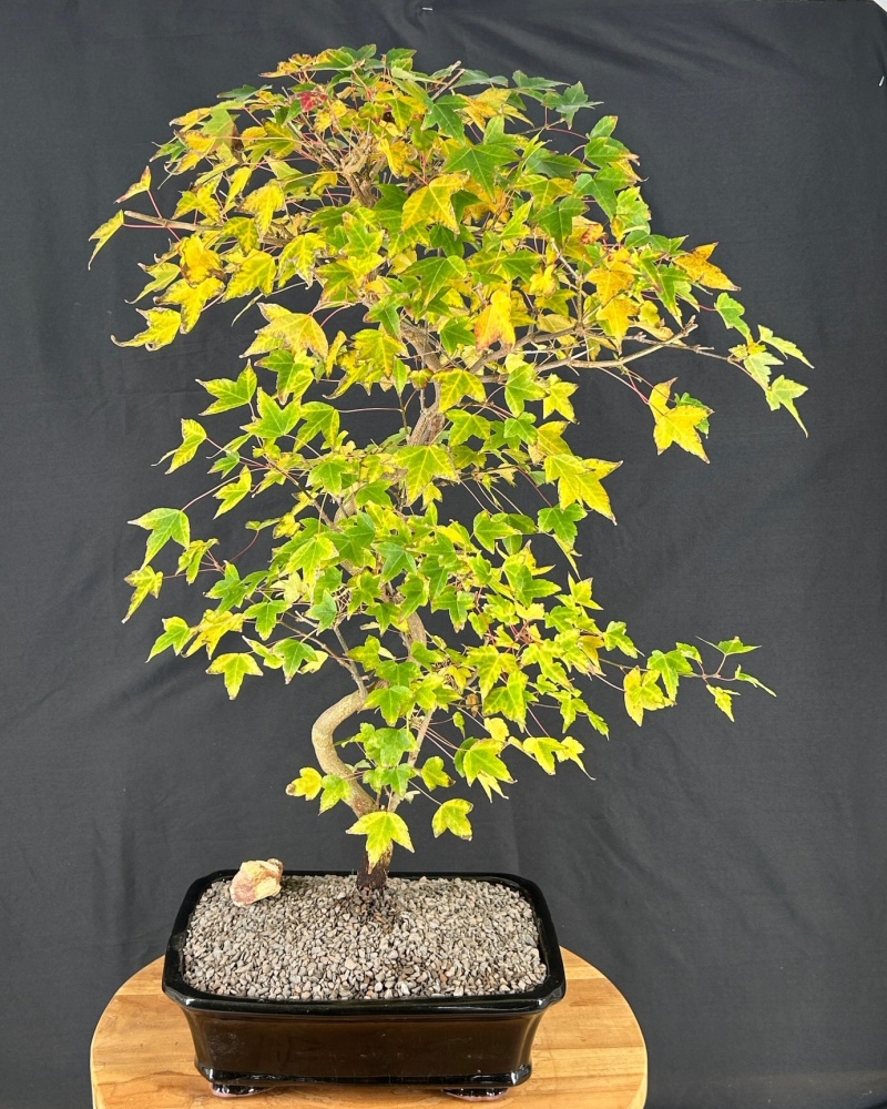 Trained Trident Maple Bonsai Tree (Acer Buergerianum)