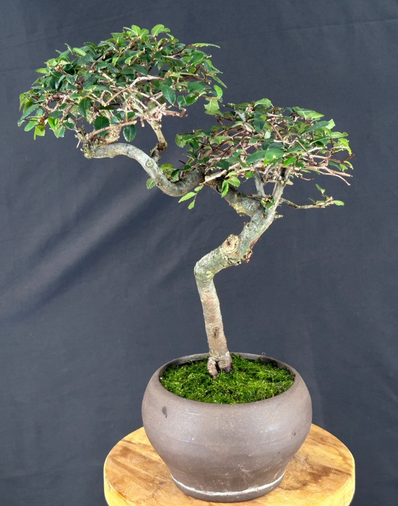 Trained Chinese Elm Bonsai Tree (Ulmus Parvifolia)