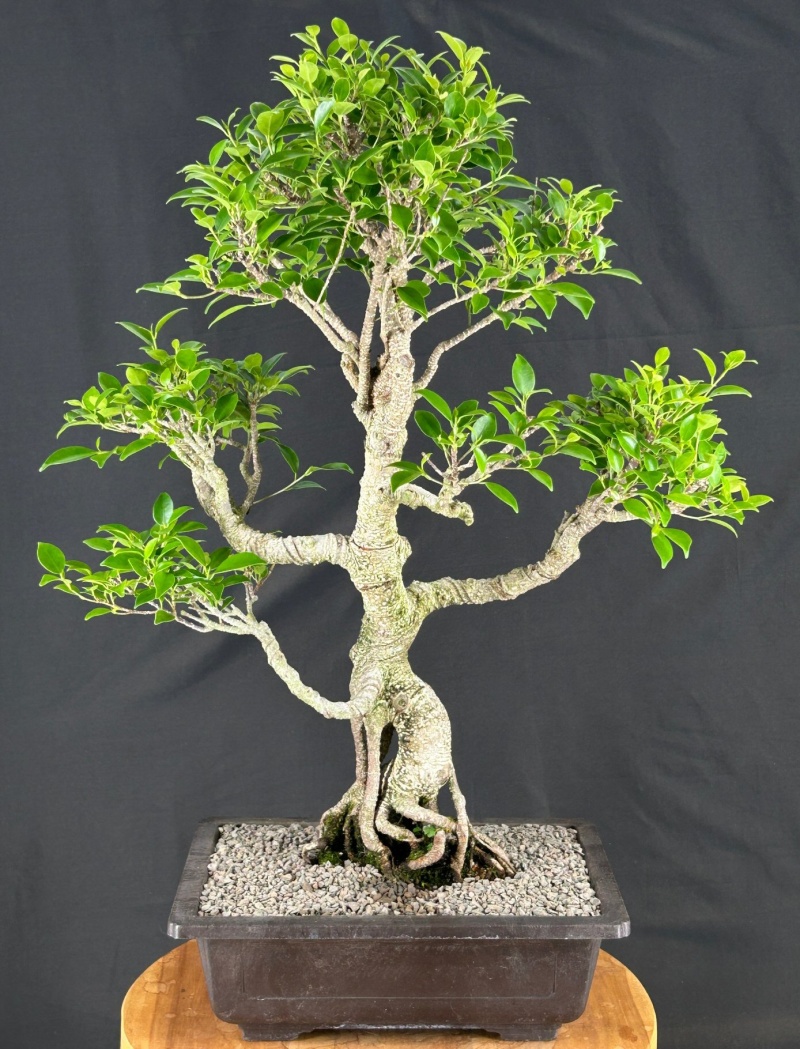 Trained Ficus Retusa Bonsai Tree (Ficus Retusa)