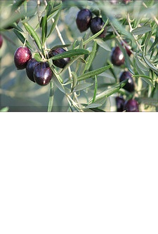 Flowering & Fruiting European Olive Bonsai Tree