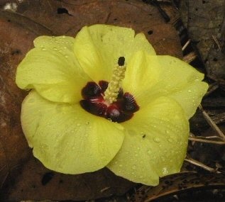 Flowering Sea Hibiscus Bonsai Tree - Variegated