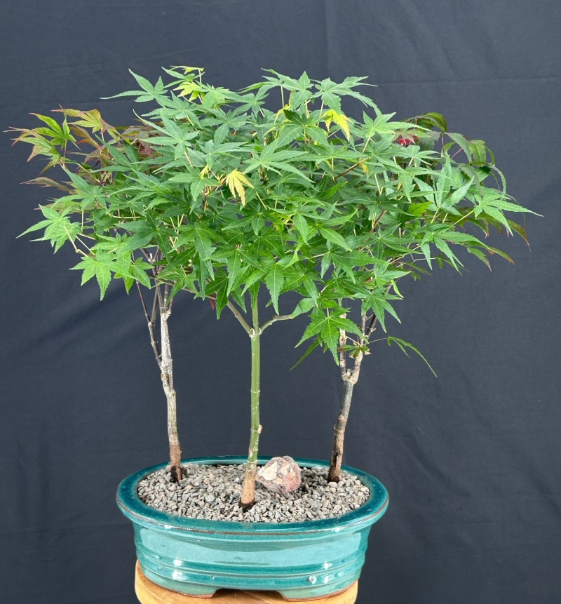 Japanese Maple Bonsai Tree Three Tree Forest Group (Acer Palmatum)