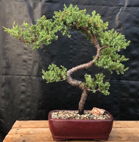 Juniper Bonsai Tree - Trained (Juniper Procumbens Nana)</I>