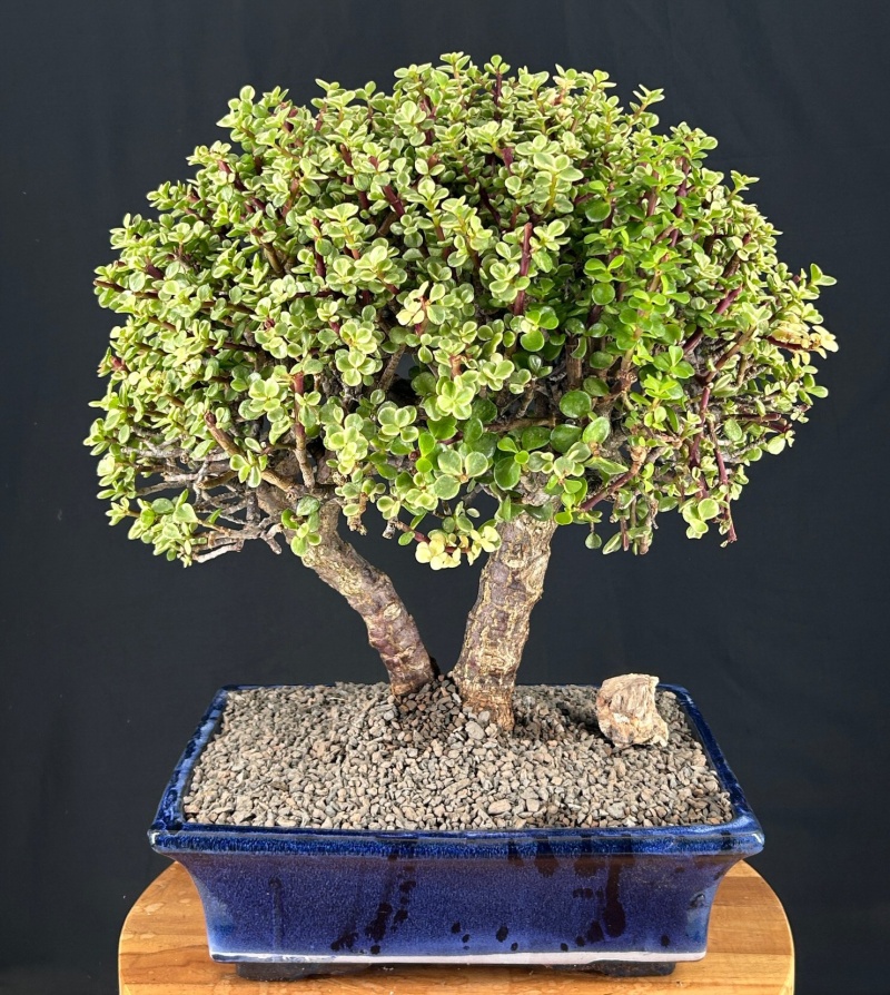 Baby Jade Bonsai Tree - Variegated