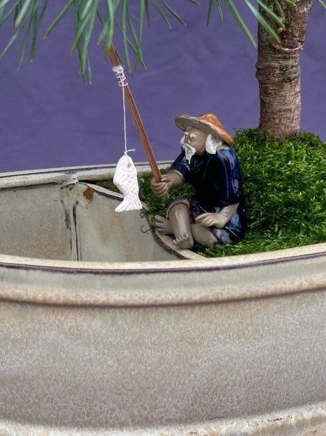 Mugo Pine Bonsai Tree Land/Water Pot