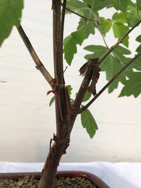 Paperbark Maple Bonsai Tree (Acer Griseum)