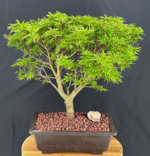 Sharp's Pygmy Dwarf Japanese Maple Bonsai Tree (Acer Palmatum 'Sharps Pygme')