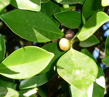 Fruiting Green Emerald Ficus Bonsai Tree Curved Trunk & Tiered Branching