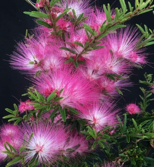 Flowering Powder Puff Bonsai Tree - Medium (Calliandra Brevipes ‘Pink Lilian’)