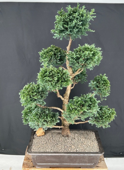 Silver Cypress Bonsai Tree Pom Pom Style (Chamecyparis Pisifera 'Boulevard')