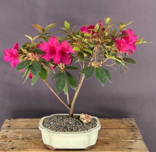 Flowering Tropical Red Formosa Azalea Bonsai Tree (Azalea Indica 'Formosa')