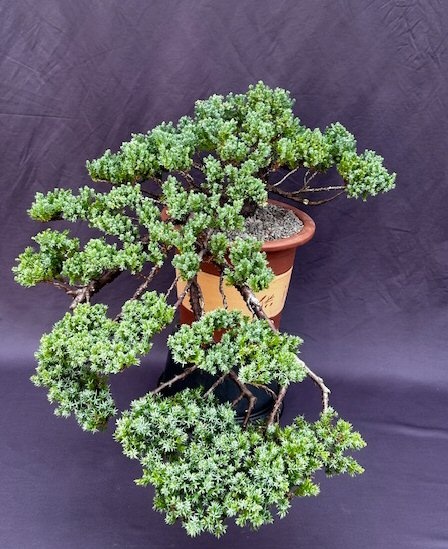 Juniper Bonsai Tree - Cascade Style (Juniper Procumbens Nana)