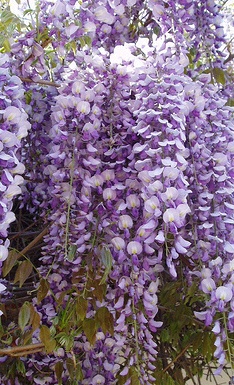 Flowering Japanese Wisteria Bonsai Tree (Wisteria Floribunda)