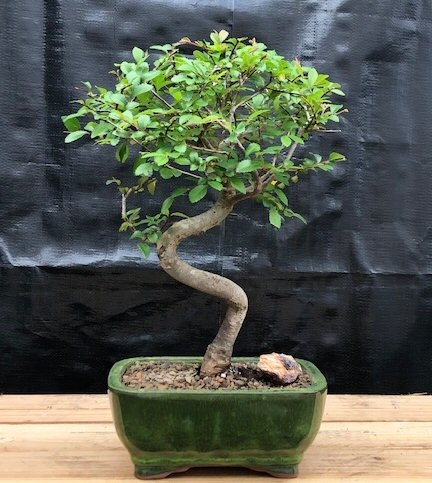 Chinese Elm Bonsai Tree Trained Curve Trunk Style - Small (Ulmus Parvifolia)