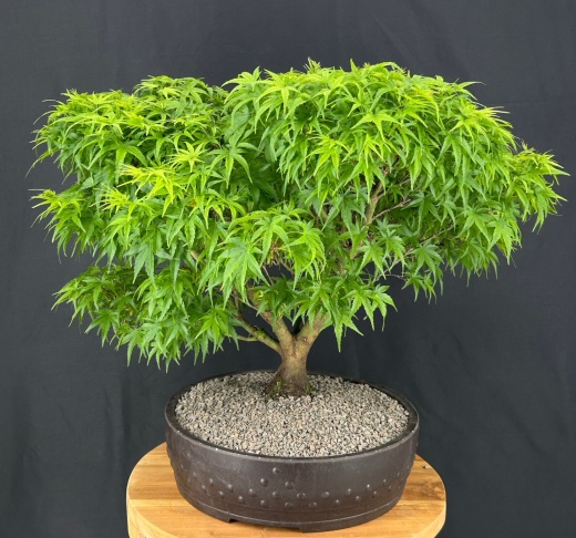 Sharp's Pygmy Dwarf Japanese Maple Bonsai Tree (Acer Palmatum 'Sharps Pygme')