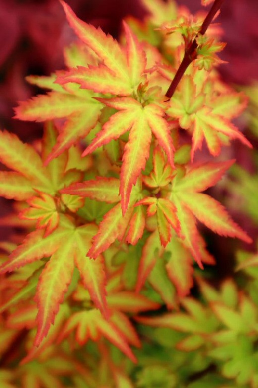 Koto Maura Japanese Maple Acer Palmatum 'Koto Maru'