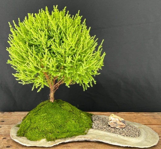 Lemon Cypress Bonsai Tree Planted On A Rock Slab (Cupressus Macrocarpa)