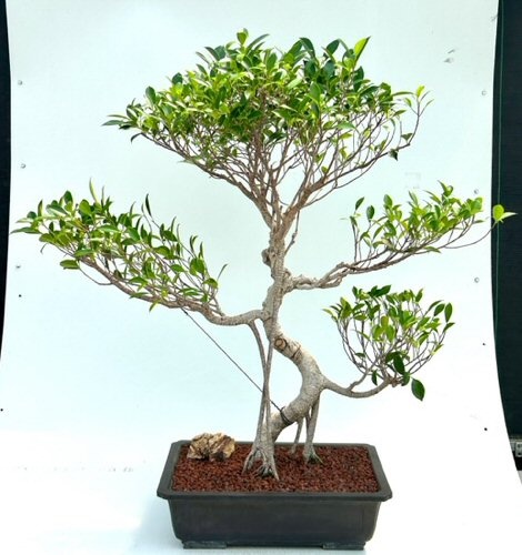 Ficus Retusa Bonsai Tree Curved Trunk & Tiered Branching (Ficus Retusa)
